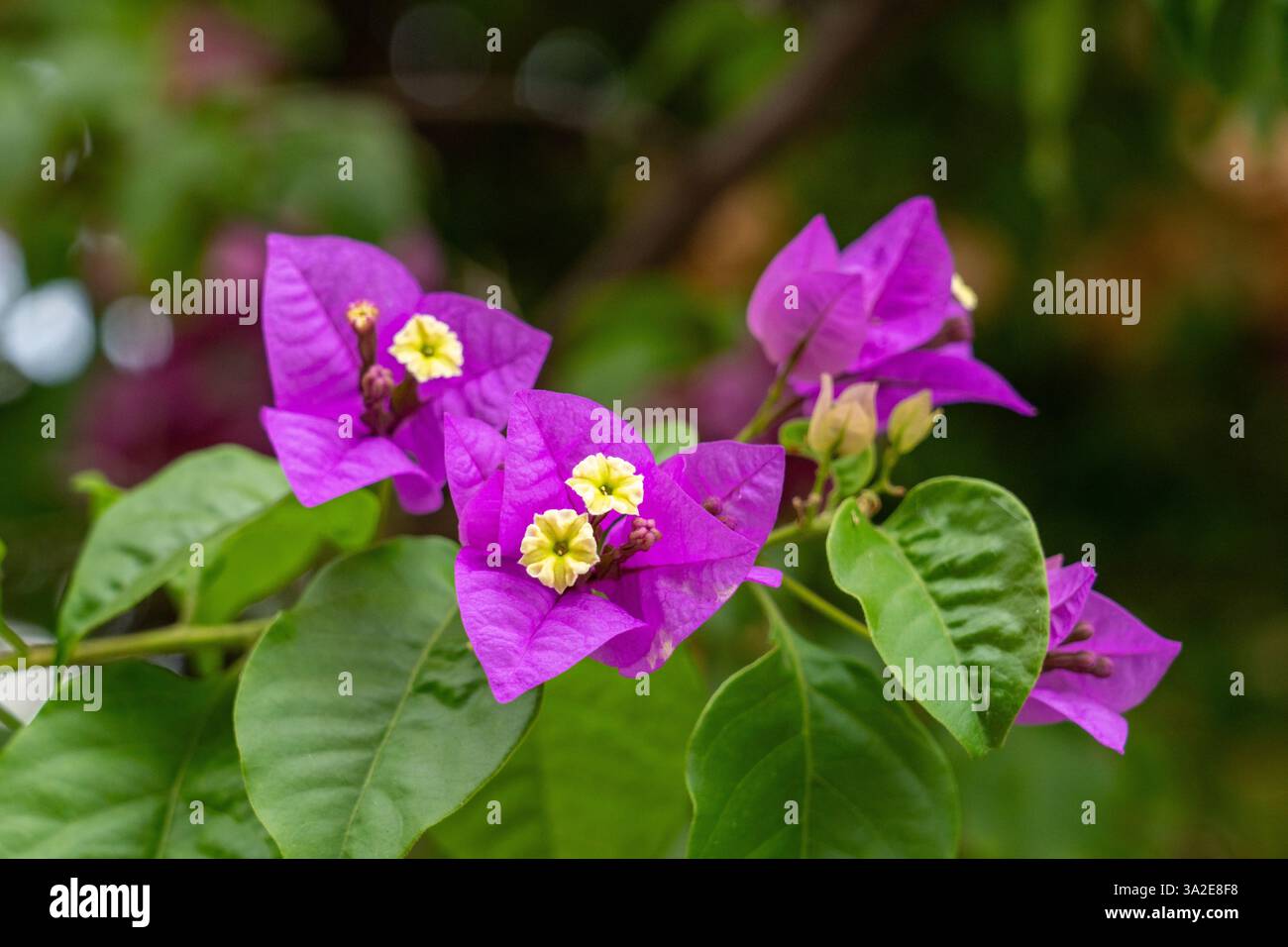 Winzige gelbe Bougainvillea-Blüten blühen im Innenhof des Historischen Museums des Nordens in Salta, Argentinien. Die violetten Blüten sind eigentlich ich Stockfoto