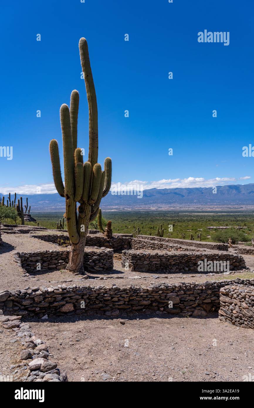 Cardon Grande Cactus in den Ruinen des archäologischen Parks Quilmes in Tucuman, Argentinien. Stockfoto