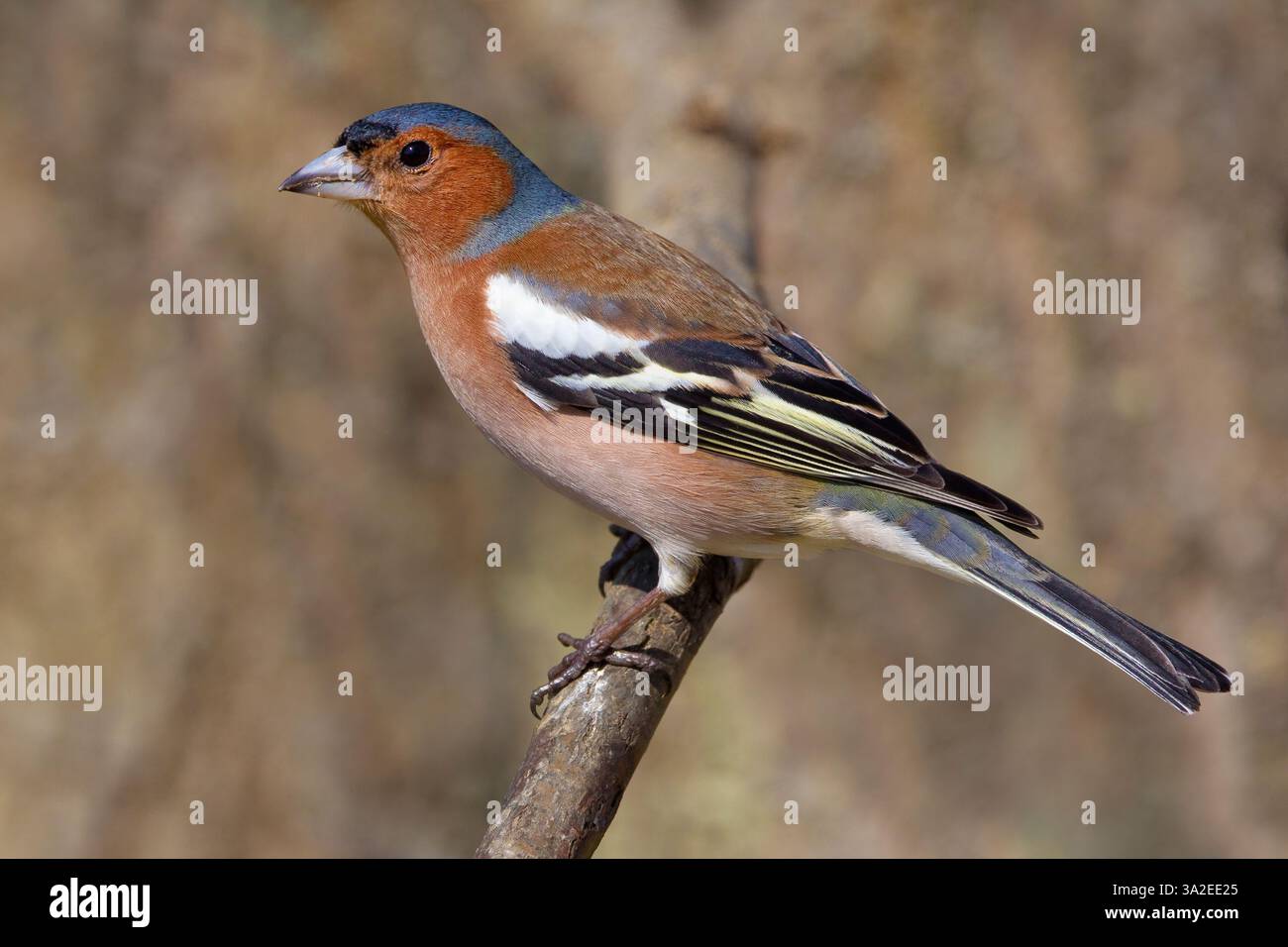 Buchinch, Eurasischer Buchinch, gewöhnlicher Buchinch (Fringilla coelebs), männlicher Ständer auf einem Ast, Seitenansicht, Italien, Toskana, Oasi La Querciola; Piana fi Stockfoto