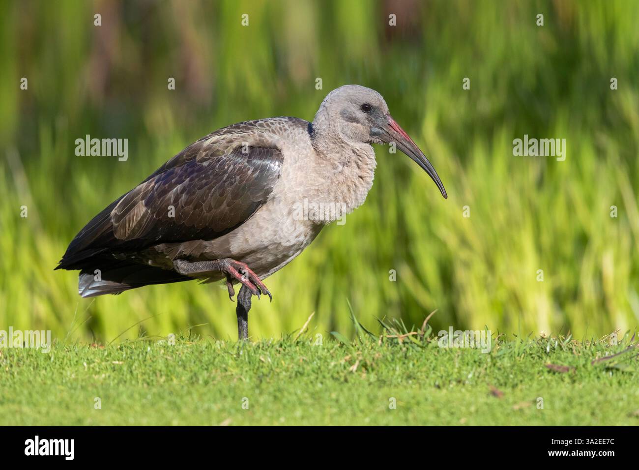Hadeda Ibis (Bostrychia hagedash, Hagedashia hagedash), Seitenansicht eines Erwachsenen am Boden, Südafrika, Westkap Stockfoto