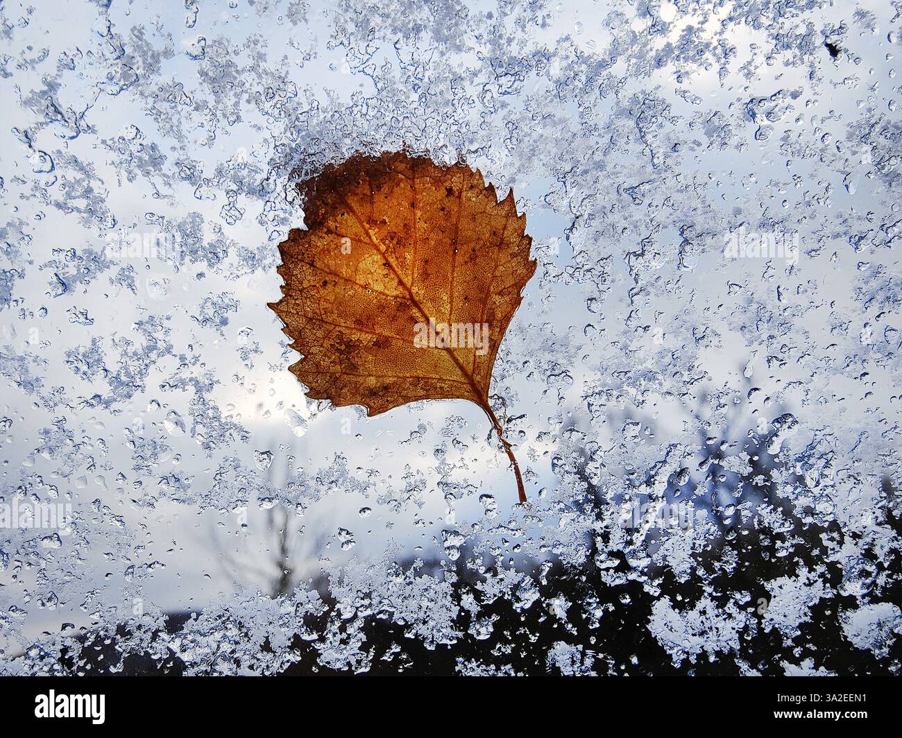 Lichtdurchlässige Herbstblätter am Fenster mit Eisblumen, Deutschland, 2 Stockfoto