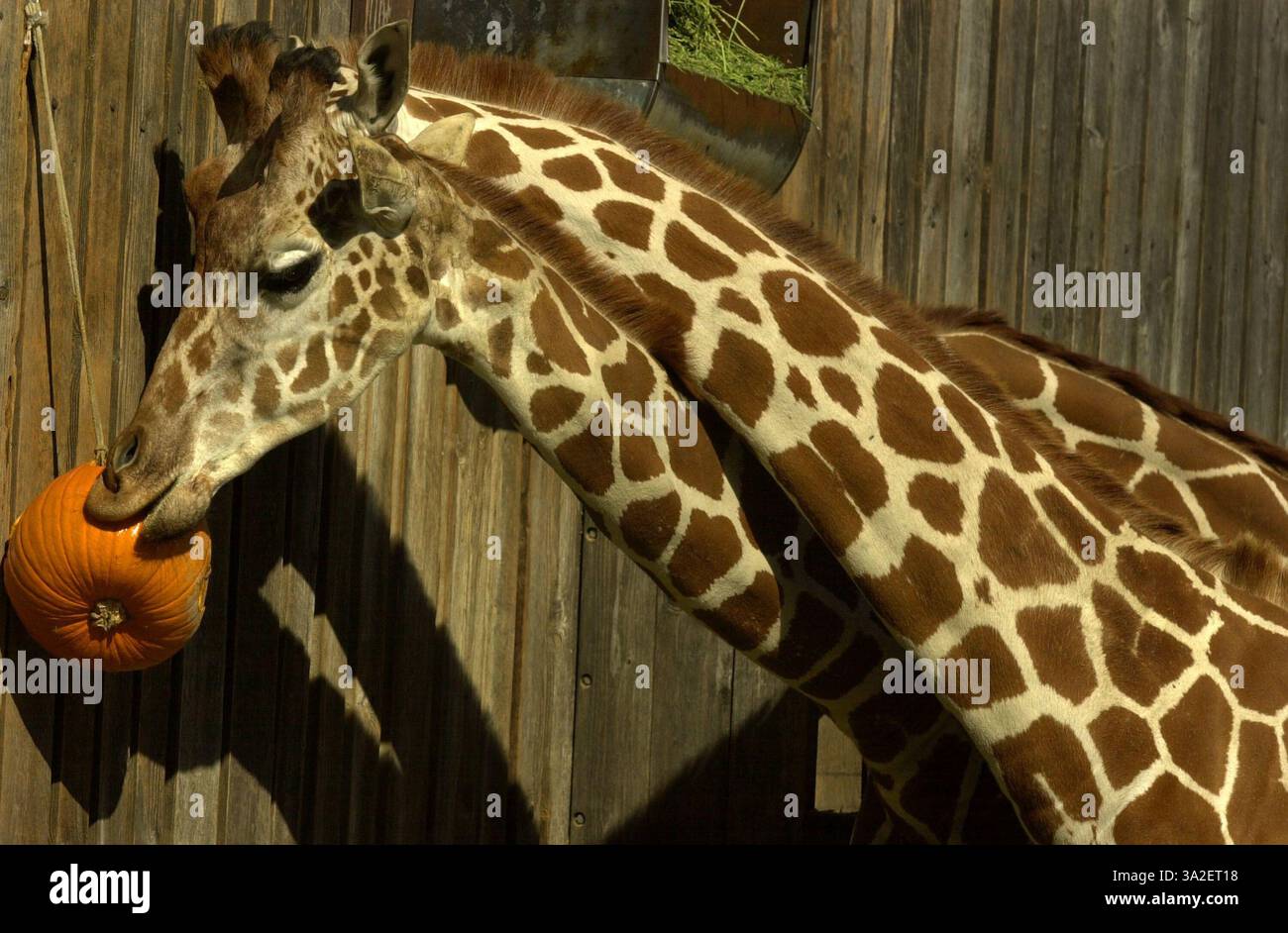 November 2001; Oakland, CA, USA; eine besondere Freude wurde vielen Tieren im Oakland Zoo am Donnerstagmorgen, 8. November 2001, als zwei Giraffen Jockey für eine Position zu einer Kürbis Pinata mit Melasse gewürzt Stockfoto