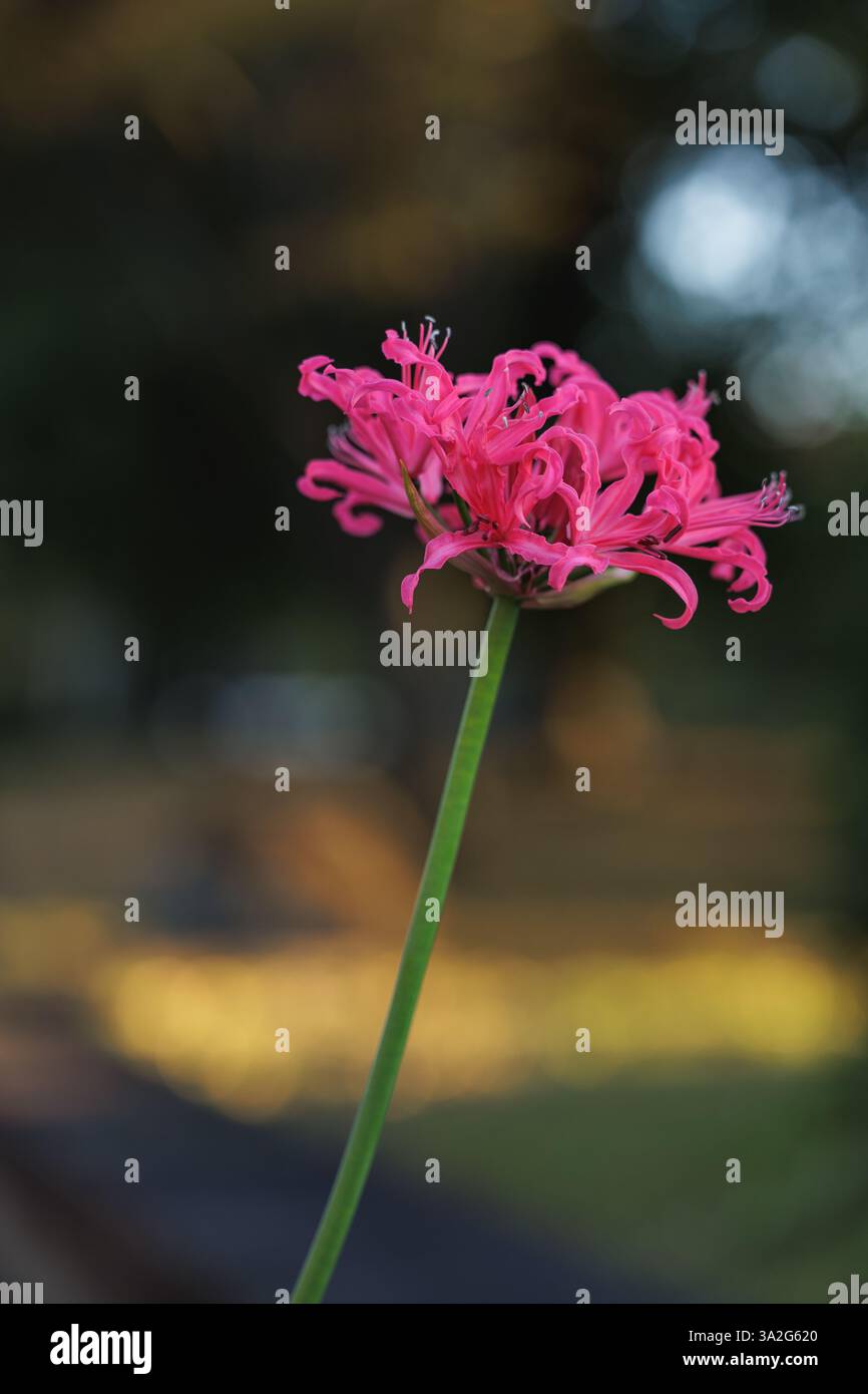 Wunderschöne rosafarbene Sternenblume auf Bokeh-Hintergrund mit schattigen Gold- und orangen Farben, die eine dezente, aber dennoch farbenfrohe Herbstszene schaffen. Stockfoto