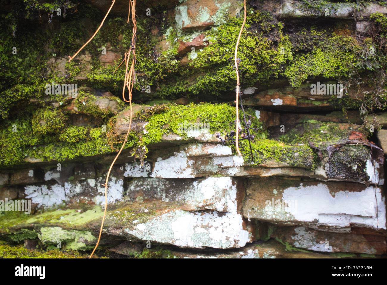 Naturteppich: Ein genauer Blick auf Moos und Stein Stockfoto