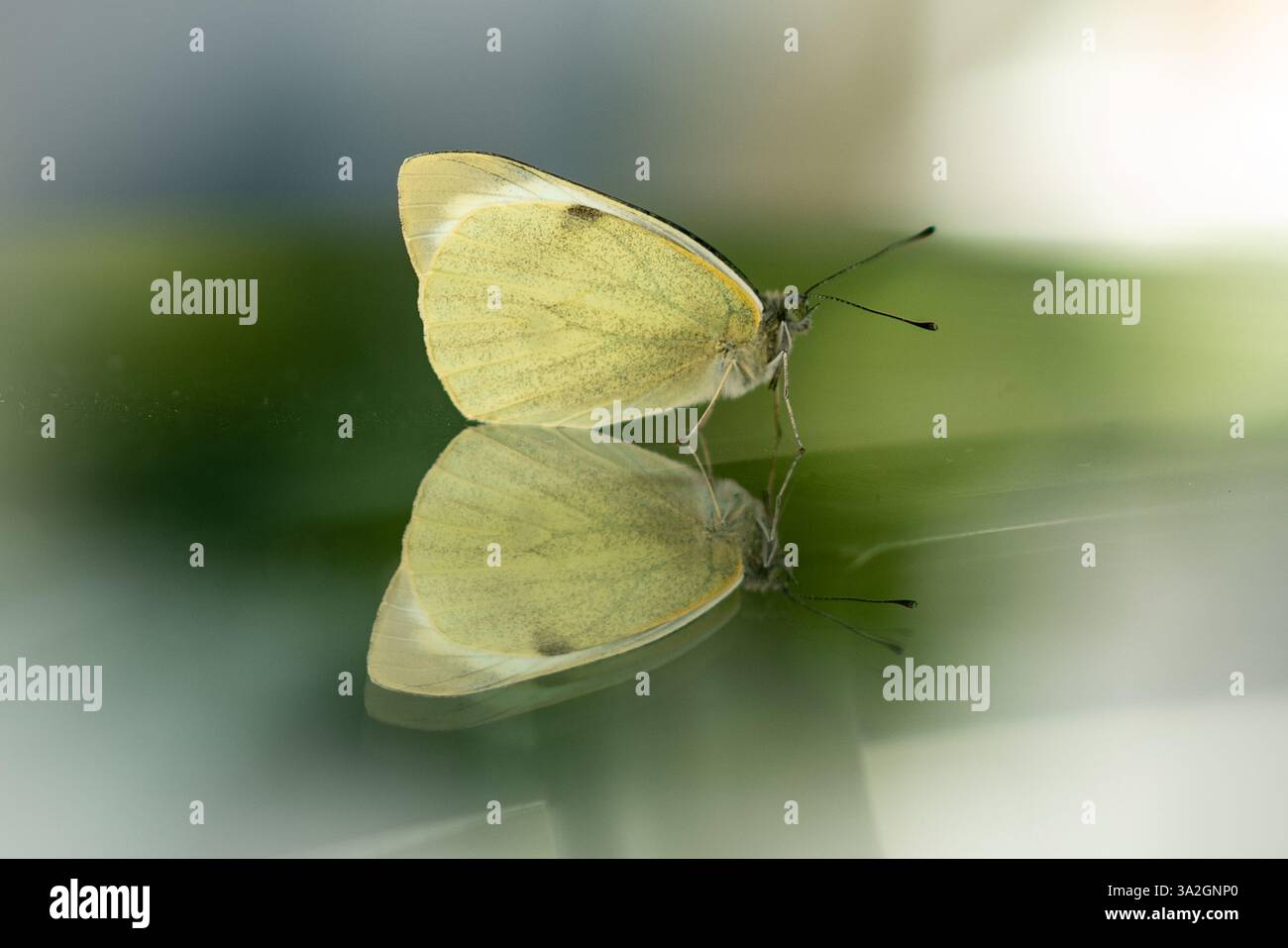 Kohl-weißer Schmetterling sitzt auf einem Glastisch mit Reflexionen und verschwommenem Hintergrund Stockfoto