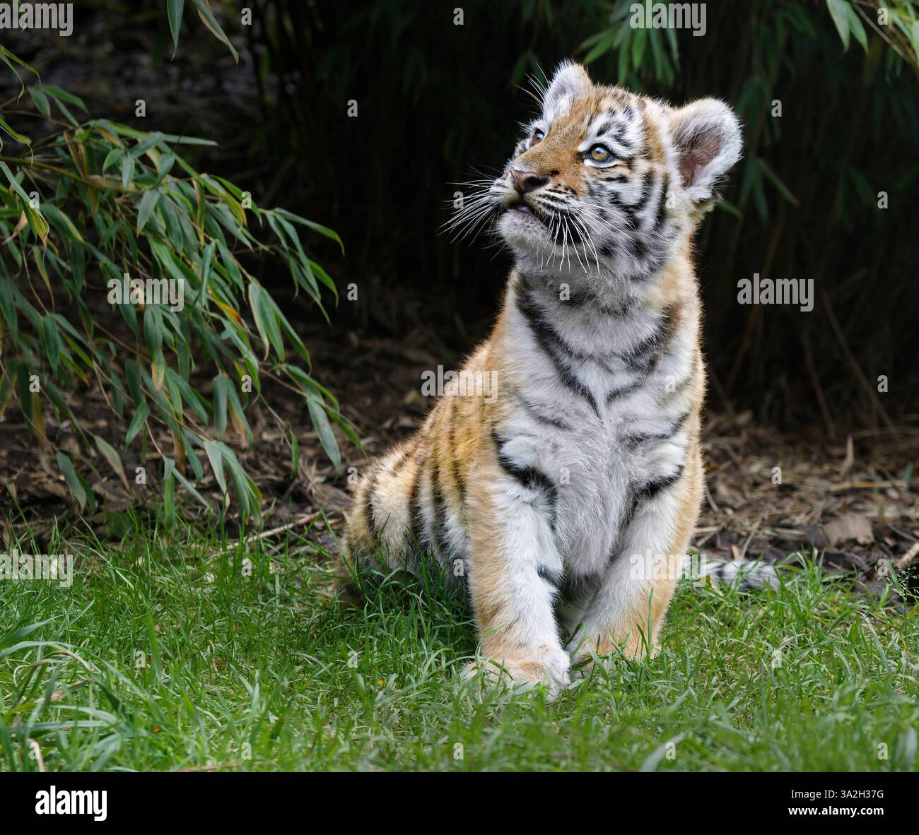 Amur Tigerjungen, 10 Wochen alt Stockfoto