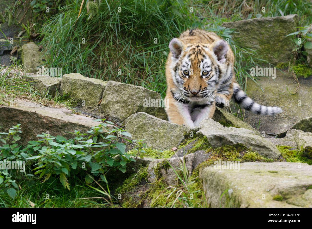 Amur Tigerjungen, 10 Wochen alt Stockfoto