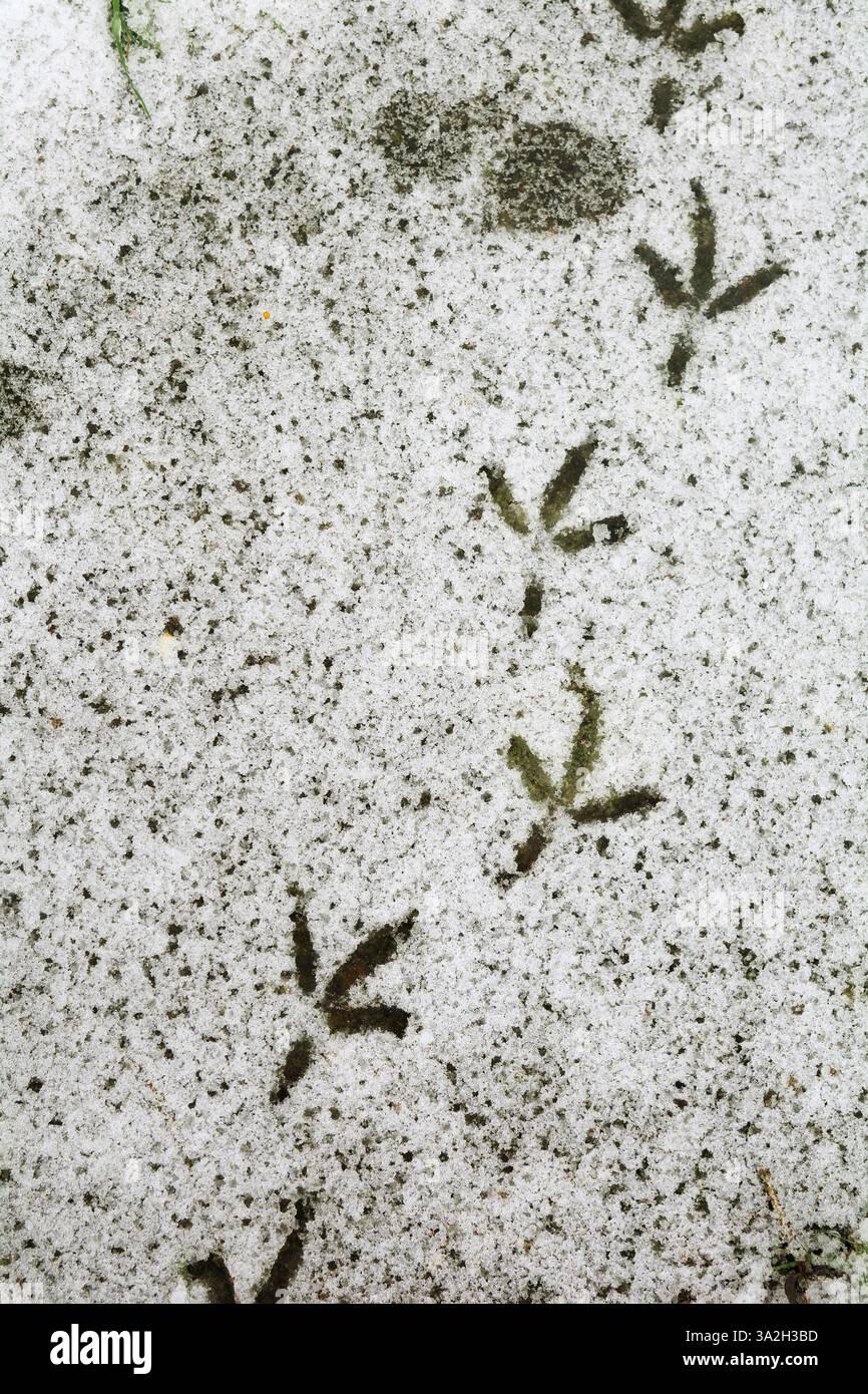 Taubenfußabdrücke im Schnee Stockfoto