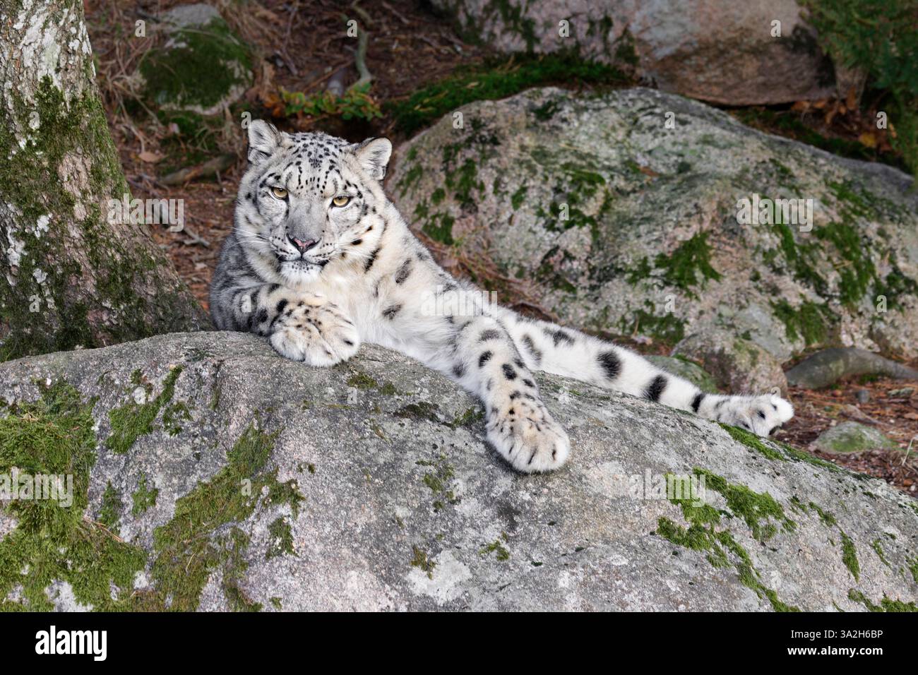 Snow leopard Stockfoto