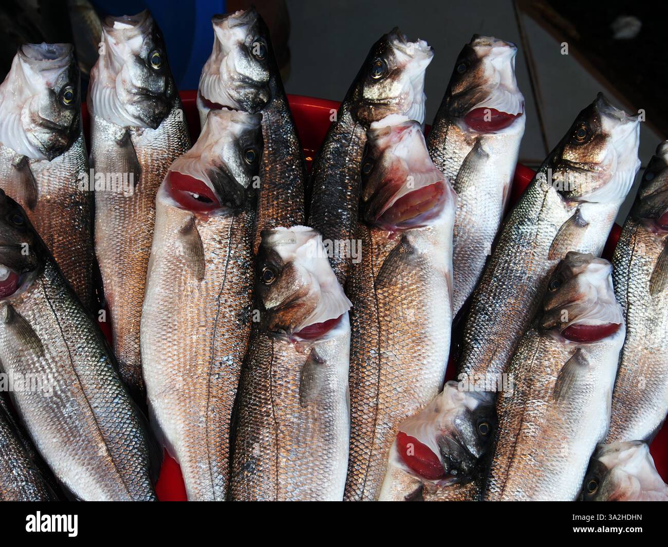 18. Januar 2012 - Forelle auf dem Fischmarkt Galatasaray in Istanbul, Türkei (Kreditbild: © Igor Golovniov/ZUMA Wire/ZUMAPRESS.com) Stockfoto
