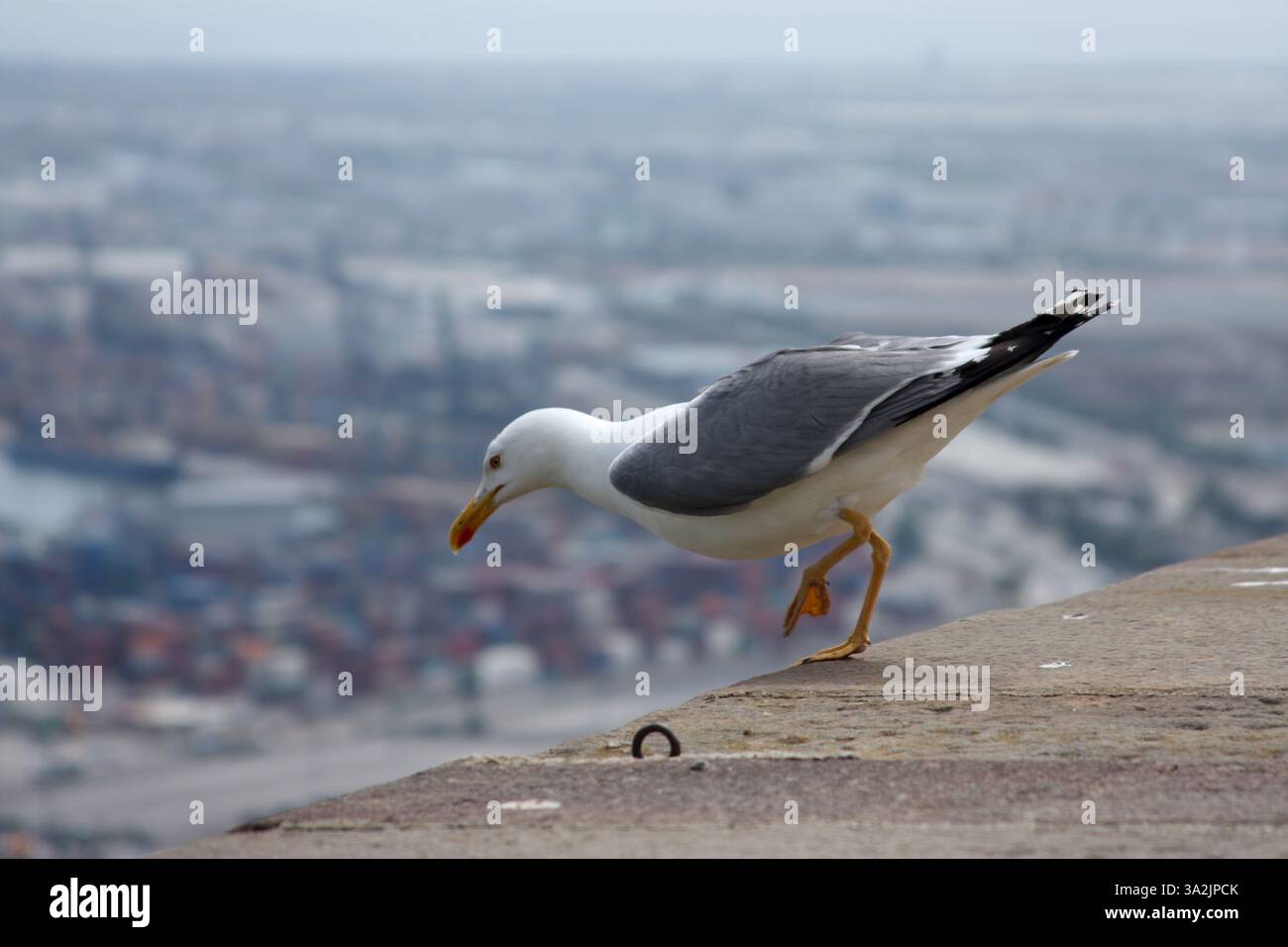 Betonvorsprung mit einer Möwe, die nach vorne geneigt ist. Verschwommener urbaner Hintergrund, Nahaufnahme und sanfte Beleuchtung Stockfoto