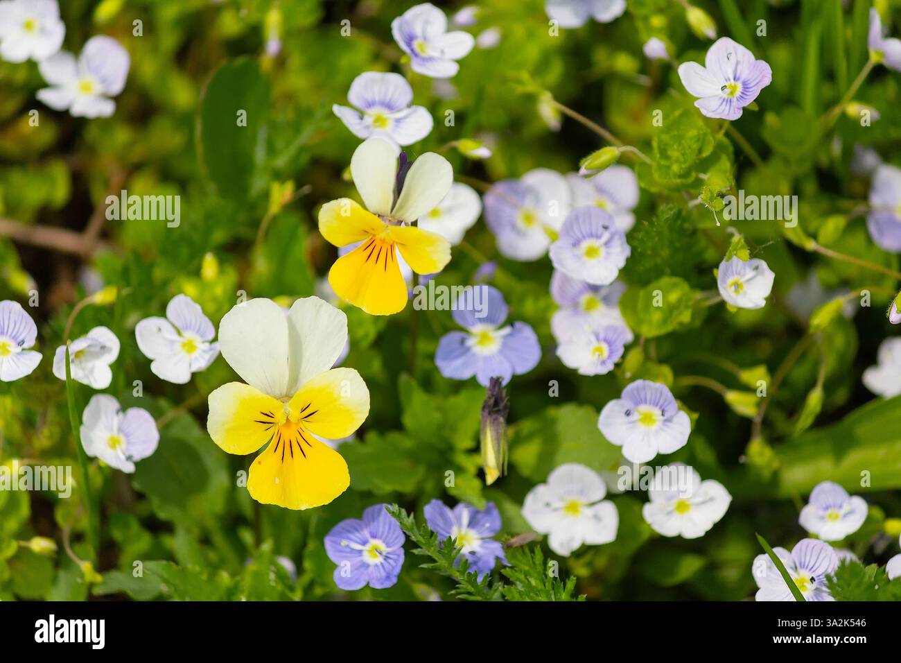 Feldrasse (Viola arvensis) blüht auf einem Bergrasen. Natur Stockfoto
