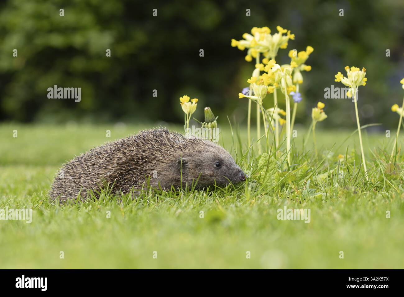 Europäischer Igel (Erinaceus europaeus) erwachsenes Tier auf einem Gartenrasen mit Cowslip-Blüten im Frühjahr, England, Vereinigtes Königreich, Europa Stockfoto