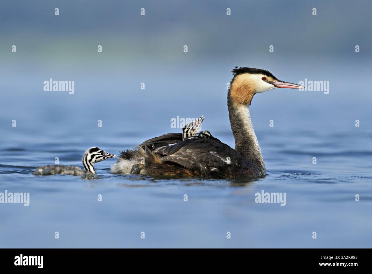 Großkrebenvogel (Podiceps Scalloped Ribbonfish), mit Küken im Gefieder schwimmen im Wasser, Zugersee, Kanon Zug, Schweiz, Europa Stockfoto
