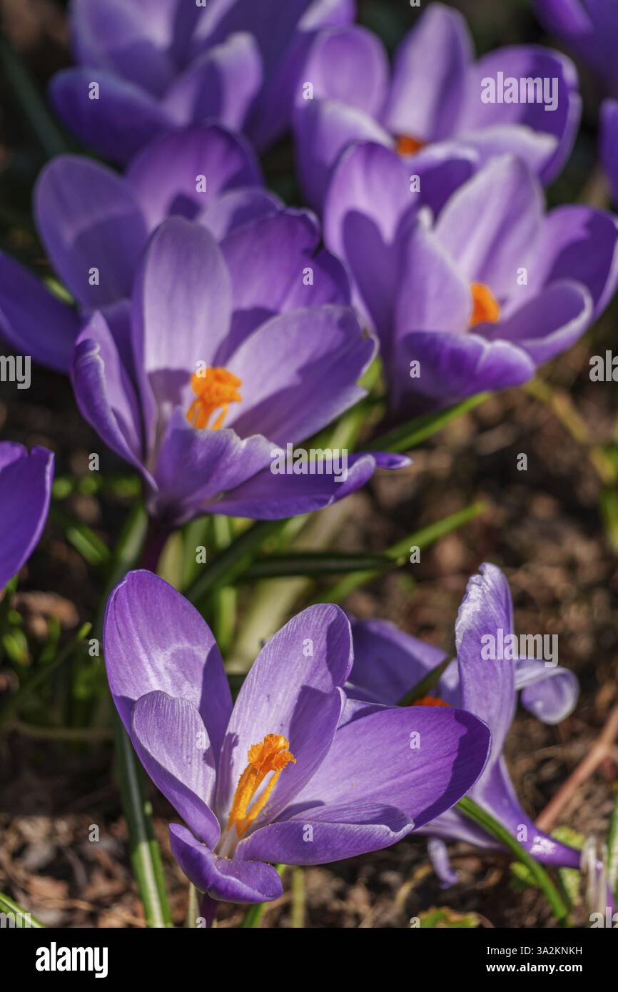Eine Gruppe violetter Krokusse im Sonnenlicht blüht auf dem Boden, Weseke, Borken, westfalen Stockfoto