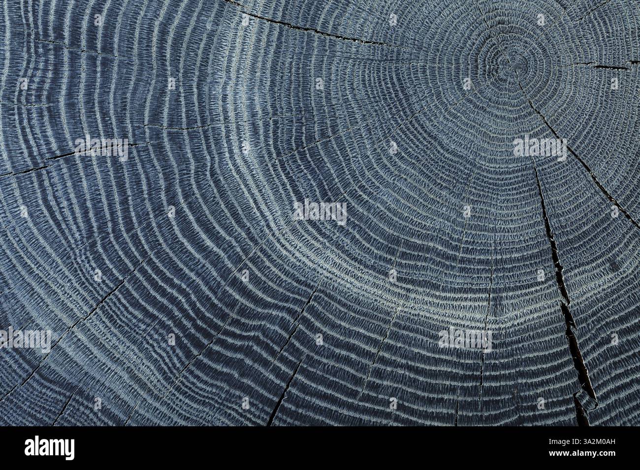 Ansicht Des Querschnitts Von Blue Oak Trunk Stockfoto Ansicht Des Querschnitts Von Blue Oak Trunk Stockfoto