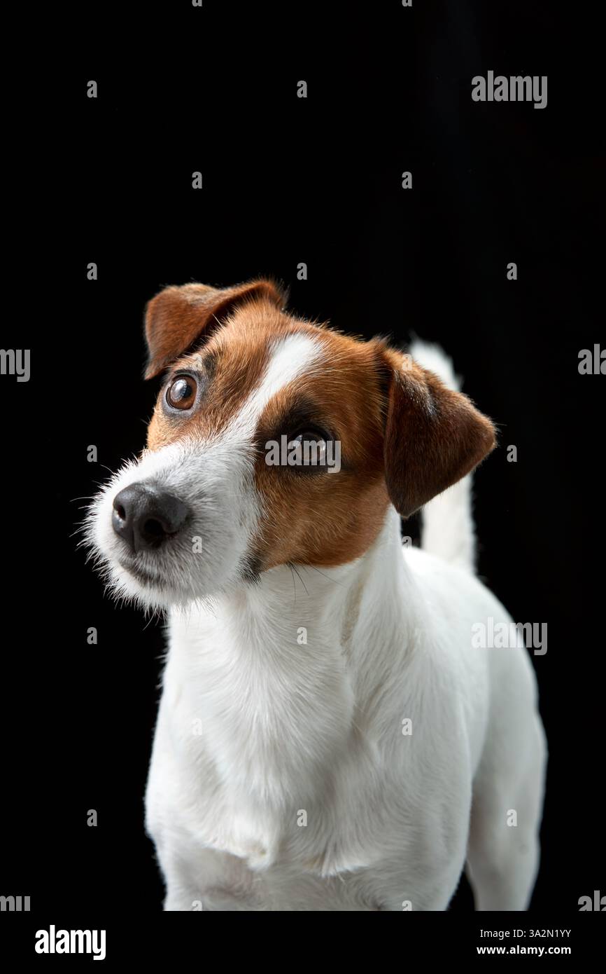 Ein Jack-Russell-Terrier mit Kopf-Neigungen und neugierigem Blick, vor schwarzem Hintergrund. Das ausdrucksstarke Gesicht und die Haltung des Hundes betonen ihn Stockfoto