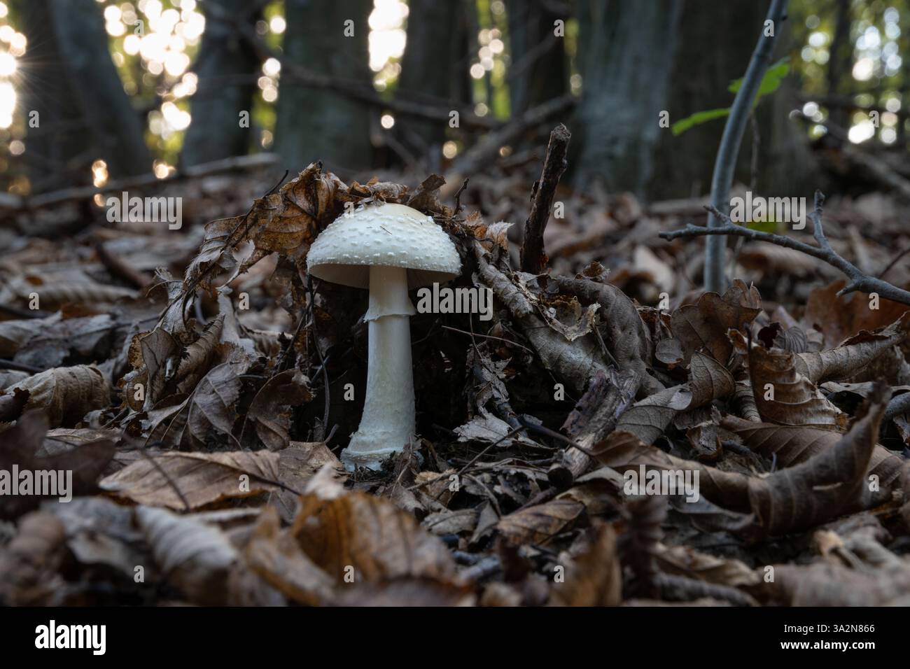 Amanita citrina var. alba unter trockenen Blättern auf Waldboden Stockfoto