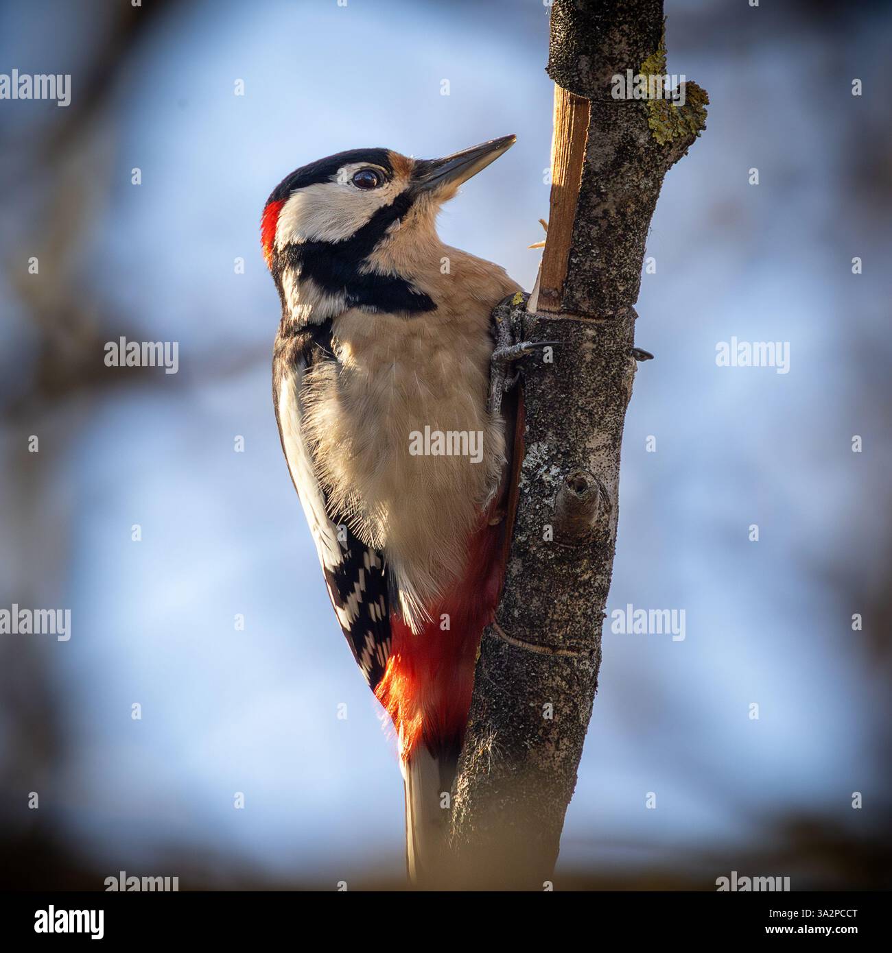 Großspecht, der an einem toten Baum fresst (Dendrocopos Major) Stockfoto