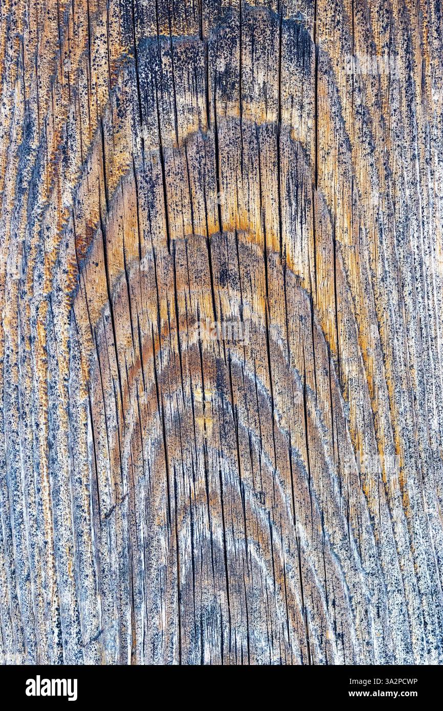 Echte detaillierte Textur einer alten Fichtenplanke, Muster bereit für Ihr Design Stockfoto