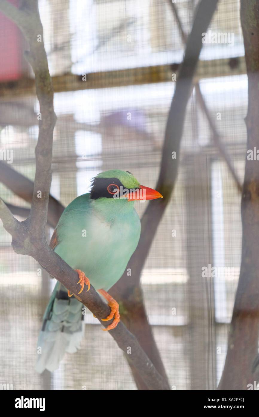 Nahaufnahme von javanischer grüner Elster oder Cissa Thalassina, die auf einem Ast sitzt. Stockfoto