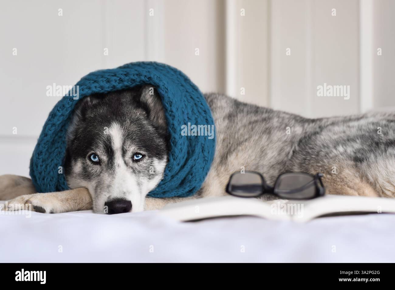 Husky-Hund liegend in blauem Schal mit Buch und Lesebrille Stockfoto