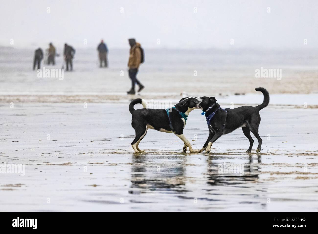 Hunde spielen am Strand während der Razor Clam Ernte am Pacific Ocean Beach in Ocean City, Washington State, USA [keine Veröffentlichungen; nur redaktionelle Lizenzierung] Stockfoto