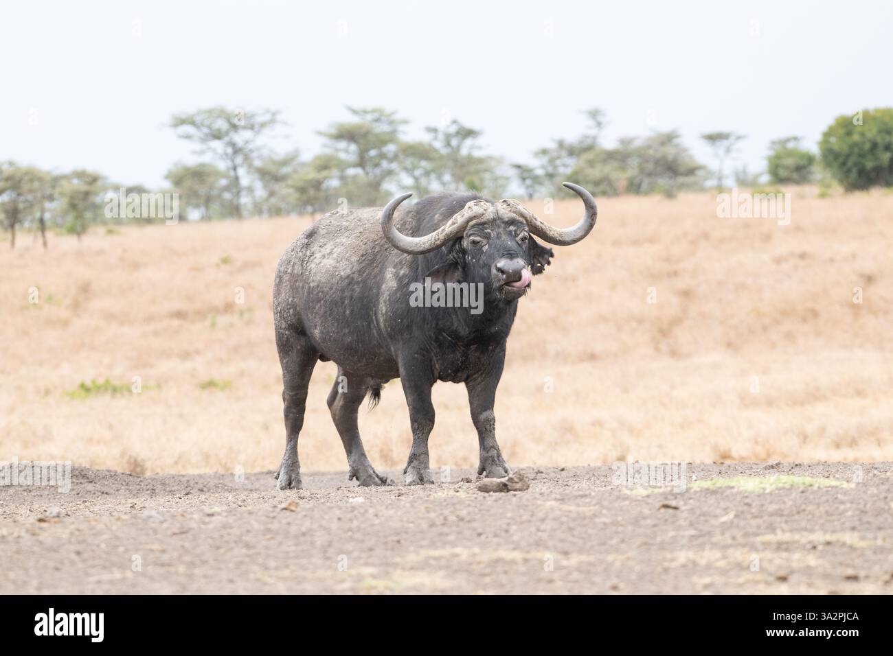 Afrikanischer oder Cape bufffalo (Syncerus caffer) mit offenem Mund, mit Zunge Stockfoto