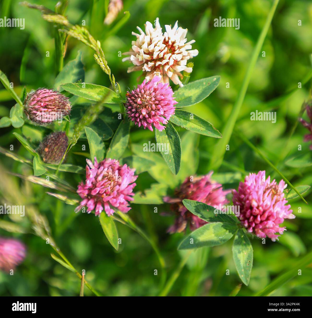 Rote Kleeblumen (Trifolium pratense) und weiße Kleeblumen (Trifolium repens), Trefoil, Wildblume, England, Vereinigtes Königreich Stockfoto