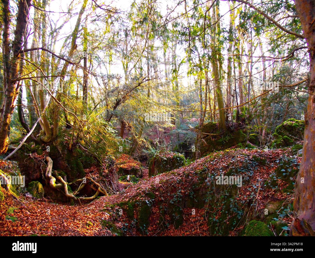 Alte Wälder im Forest of Dean Stockfoto