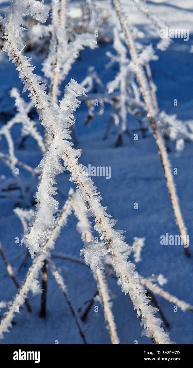 Zarte Zweige umhüllt von der Winterberührung, gefroren in der Zeit in der Stille des Moors. - Smartphone-aufgenommenes Stockfoto