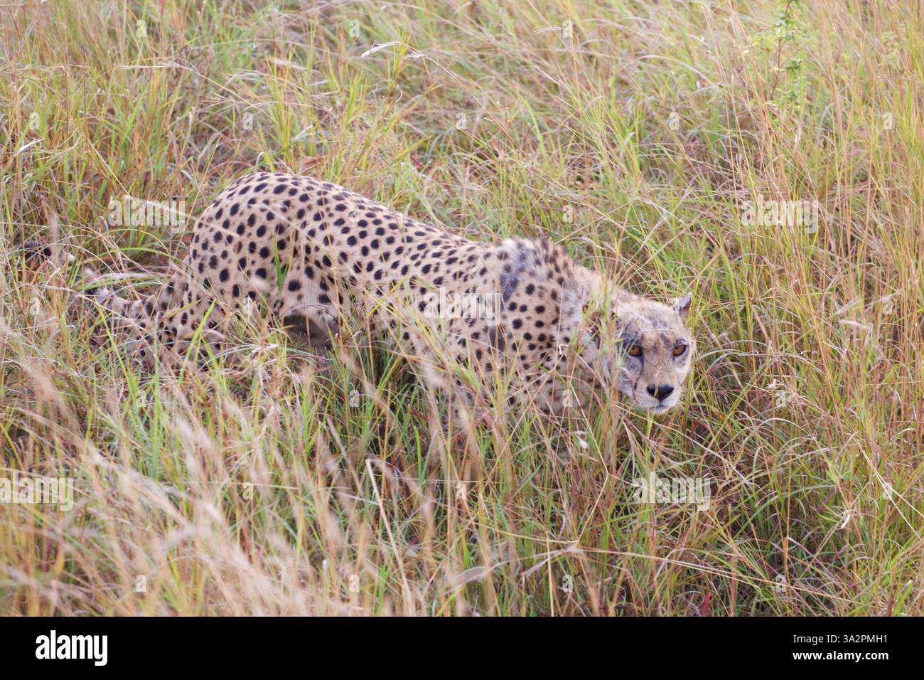 Geparden jagen im hohen Gras, Serengeti Nationalpark, Tansania. Afrikanisches Wildtierjagdverhalten, Safari-Abenteuer, Raubtier-Tarnung. Stockfoto