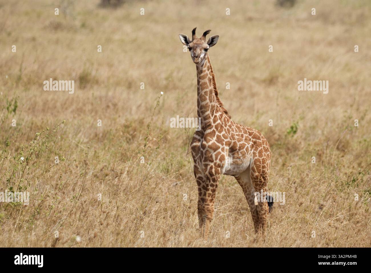 Junge Giraffe im offenen Grasland, Serengeti Nationalpark, Tansania. Tierporträt, afrikanische Safari, Savannenlandschaft, Naturfotografie. Stockfoto