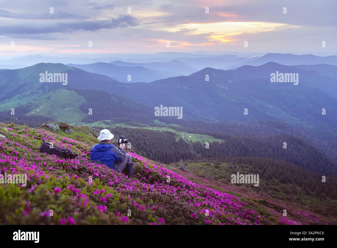 Landschaftsfotograf macht ein Foto von blühenden Rhododendrons auf einer Sommer-Bergwiese. Sanftes Sonnenaufgang Stockfoto