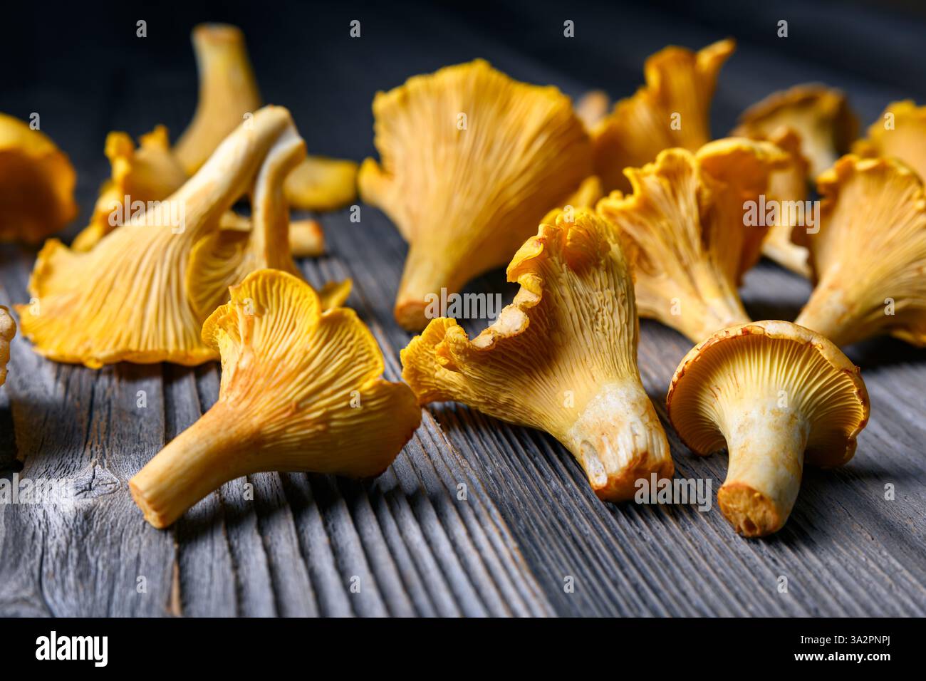 Frisch gepflückte Pfifferlinge auf rustikalem Holztisch aus nächster Nähe. Lebensmittelfotografie Stockfoto