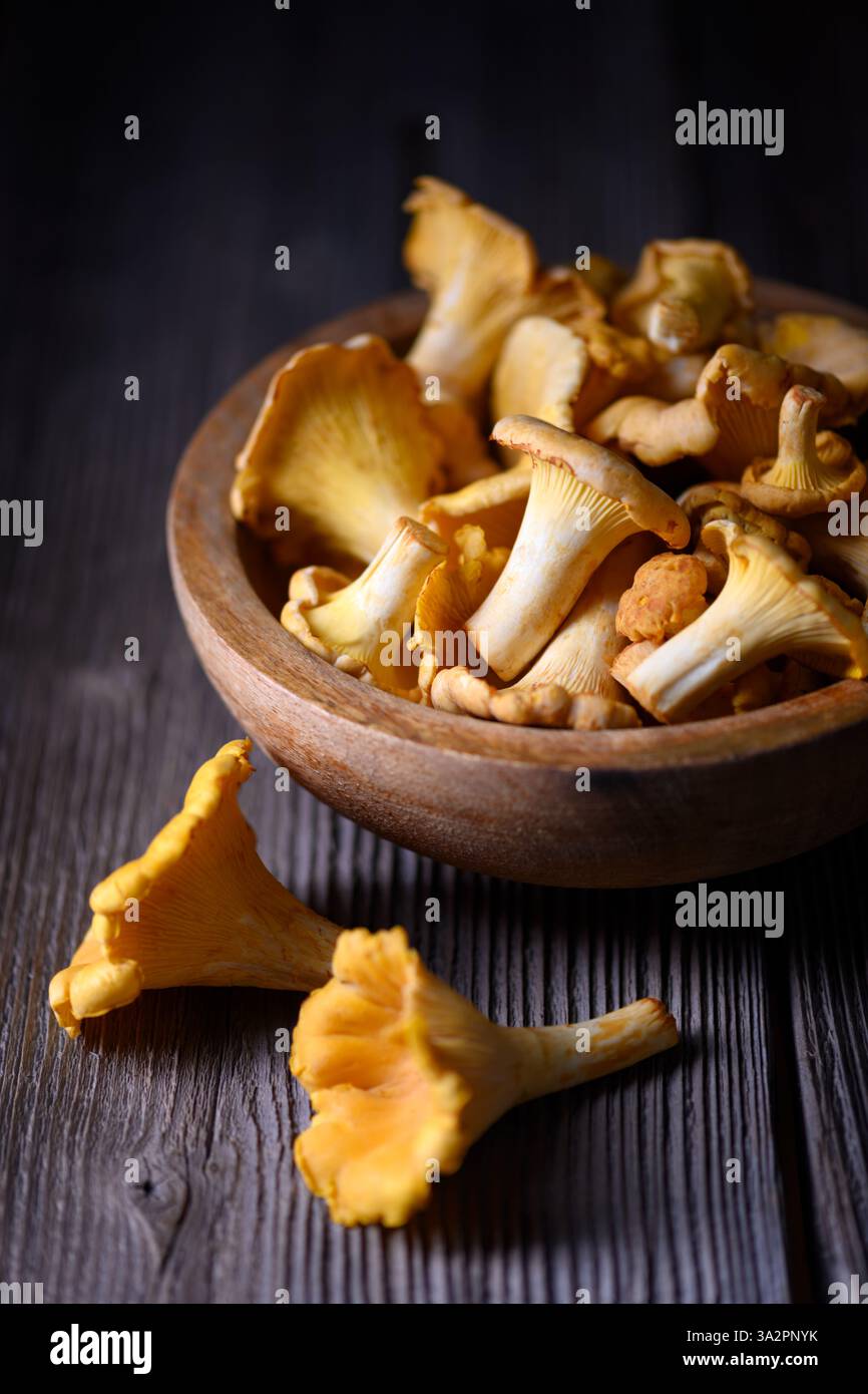 Nahaufnahme von frisch gepflückten Pfifferlingen in einer Holzschale auf rustikalem Holztisch. Lebensmittelfotografie Stockfoto