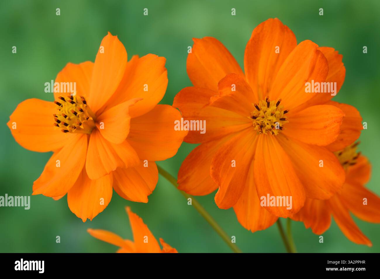 COSMOS Sulphureus 'Tango' AGM halbharte einjährige Stockfoto