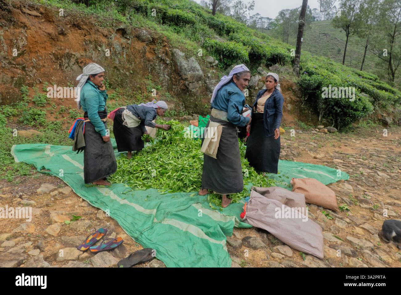 Tamilische Teesammler im St. Catherine's Teegut, Pekoe Trail, Ella, Sri Lanka Stockfoto