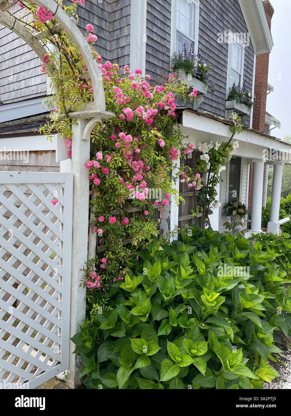 Blühende Rosen klettern an einem Sommertag auf Nantucket in ein Ferienhaus Stockfoto