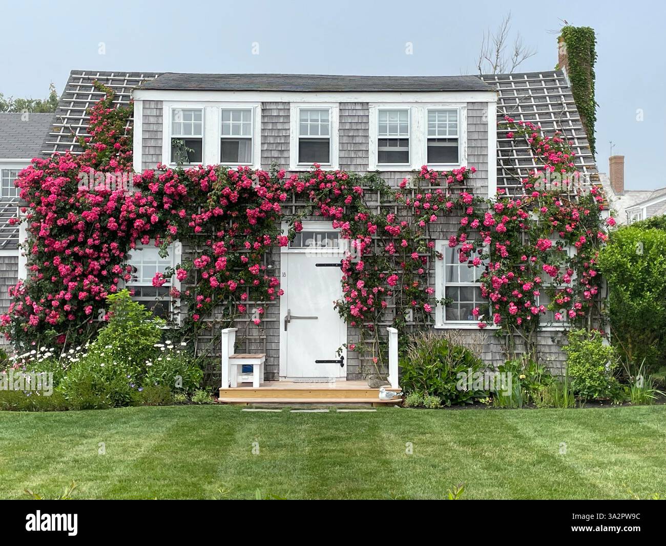 Rote und rosafarbene Rosen blühen, während die Außenwände eines Ferienhauses an einem sonnigen Tag auf Nantucket Island klammern und klettern Stockfoto