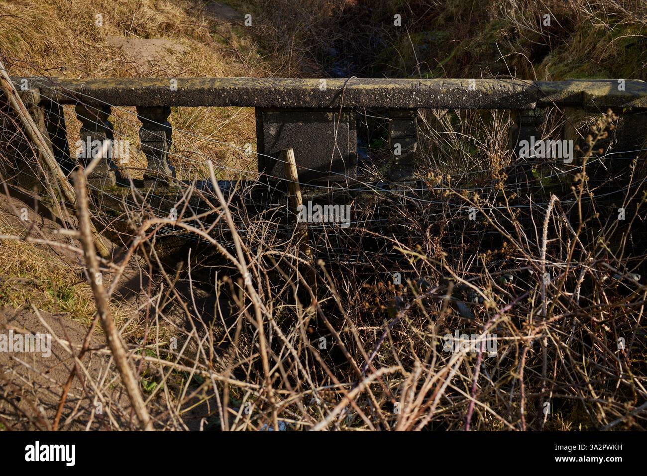Drahtgeflechte und Brambles verdecken eine gebrochene Steinmauer in Ganavan Sands, Oban, Argyll und Bute, Schottland Stockfoto