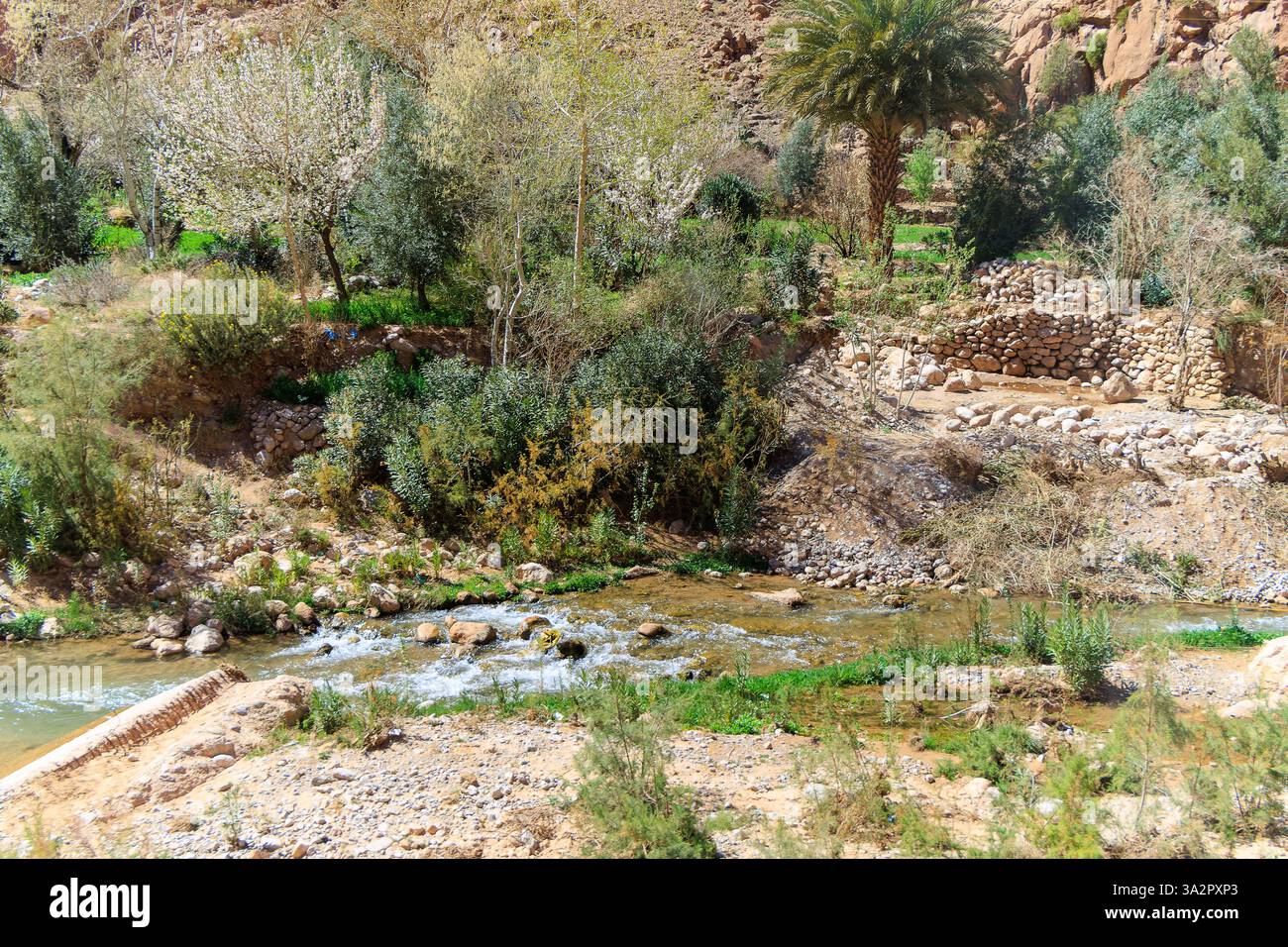 Die Todgha-Schluchten, eine Reihe von Kalksteinschluchten, oder Wadi, im östlichen Teil des Hohen Atlasgebirges in Marokko. Stockfoto