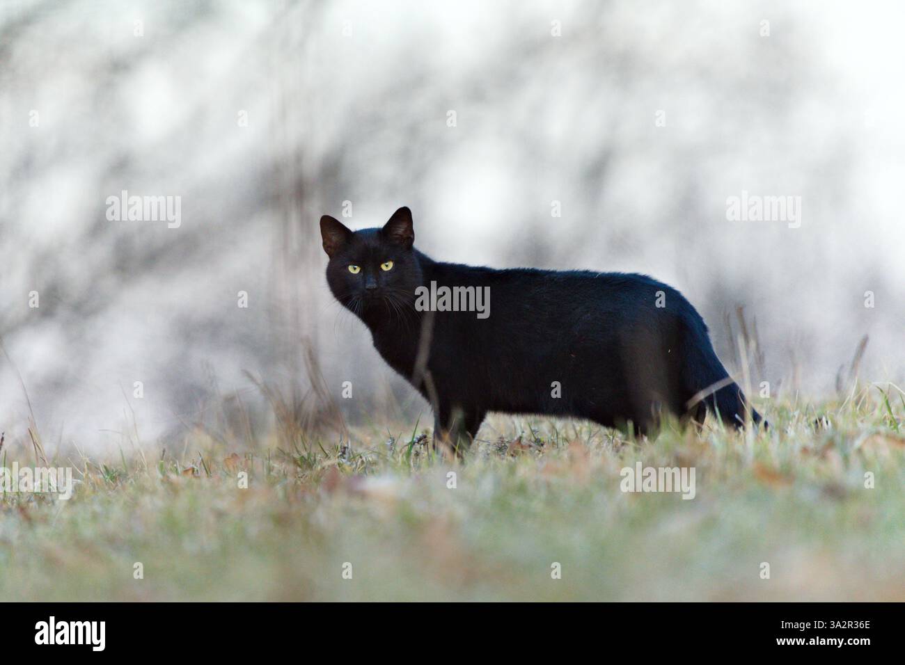 Die schwarze Hauskatze jagt in der frühen Nacht Nagetiere auf dem Feld. Gewöhnliches Haustier in der Tschechischen republik. Stockfoto