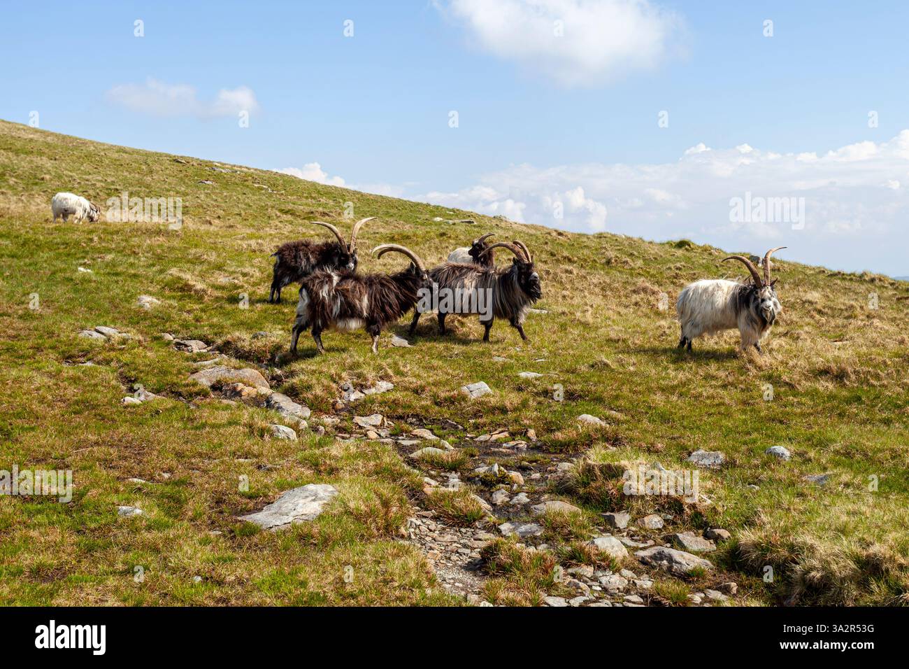 Bergziegen streifen frei durch die Glyderau-Gebirgskette. Eryri (Snowdonia Natioinal Park Stockfoto