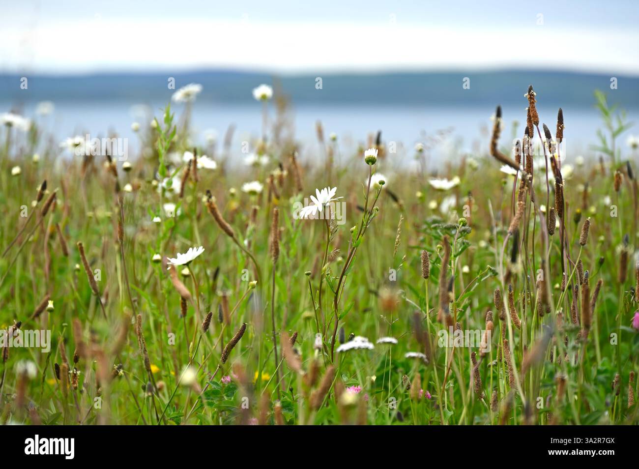 Sommer-Wildblumenwiesen mit Monddaises Leucanthemum vulgare, oder Auge Gänseblümchenbananen oder Plantago lanceolata und UK June Stockfoto