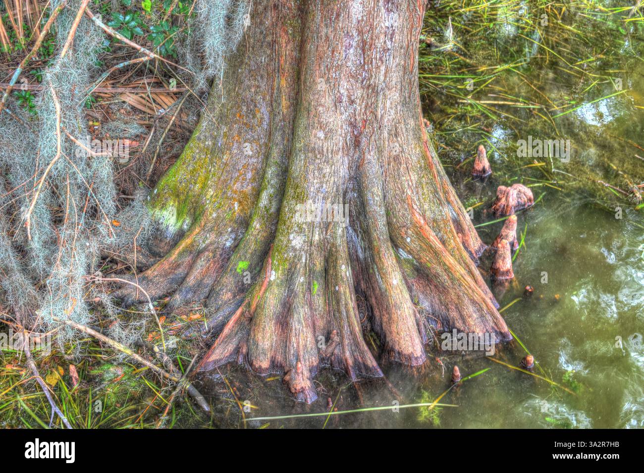 Cypress Tree Trunk in Swamp am Mount Dora, Florida. Stockfoto