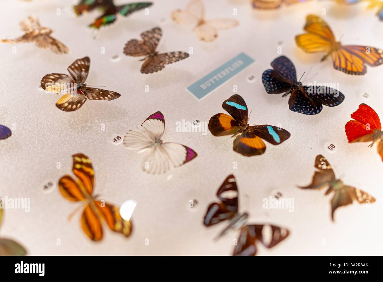 Schmetterlingsexemplare American Museum of Natural History New York City // NEW YORK CITY, Vereinigte Staaten — Exemplare von Schmetterlingen sind im Susan and Peter J. Solomon Family Insectarium im American Museum of Natural History ausgestellt. Die sorgfältig erhaltenen und gefiederten Schmetterlinge zeigen die Vielfalt der Schmetterlingsarten, Flügelmuster und Färbungen aus der ganzen Welt. Diese Exemplare sind Teil der umfangreichen entomologischen Sammlung des Museums, die über 20 Millionen Insektenexemplare umfasst und als wichtige wissenschaftliche Ressource für Forscher dient, die sich mit der Biodiversität beschäftigen. Stockfoto