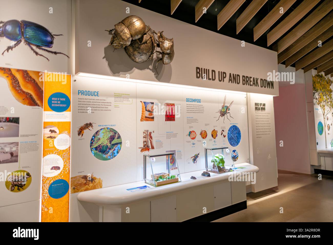 American Museum of Natural History Insectarium New York City // NEW YORK CITY, Vereinigte Staaten — das Susan and Peter J. Solomon Family Insectarium im American Museum of Natural History zeigt die Vielfalt und Bedeutung von Insekten und ihren Arthropoden Verwandten. Die Ausstellung zeigt Exemplare, die Tausende von Insektenarten darstellen, sowie interaktive Displays, die Insektenbiologie, Verhalten und ökologische Rollen erläutern. Diese permanente Galerie befindet sich in Manhattans Upper West Side und ist Teil der umfangreichen entomologischen Sammlungen und lehrreichen Ausstellungen des Museums. Stockfoto