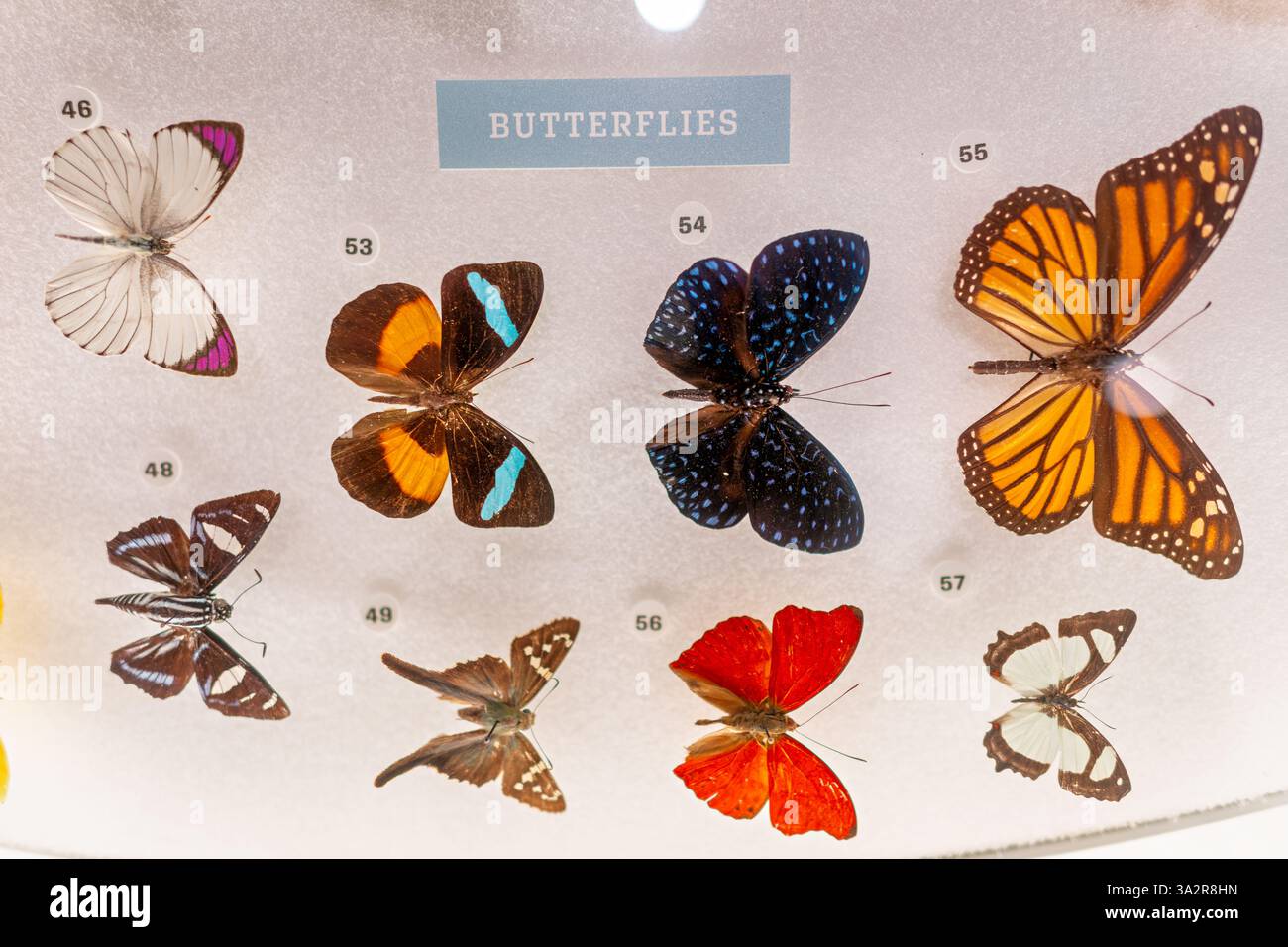 Schmetterlingsexemplare Insectarium American Museum Natural History New York City // NEW YORK CITY, Vereinigte Staaten — Schmetterlingsexemplare sind im Susan and Peter J. Solomon Family Insectarium im American Museum of Natural History ausgestellt. Die sorgfältig erhaltenen und gefiederten Schmetterlinge zeigen die Vielfalt der Schmetterlingsarten, Flügelmuster und Färbungen aus der ganzen Welt. Diese Exemplare sind Teil der umfangreichen entomologischen Sammlung des Museums, die über 20 Millionen Insektenproben umfasst und als wichtige wissenschaftliche Ressource für Forscher dient, die Biodiver studieren Stockfoto