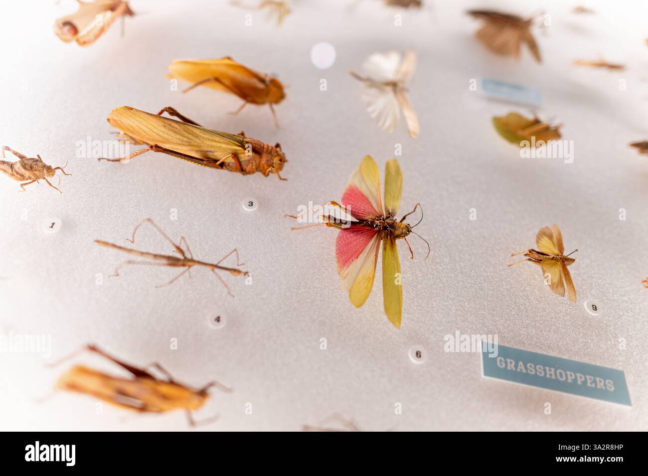 Grashüpfer Exponate Insectarium American Museum Natural History New York City // NEW YORK CITY, Vereinigte Staaten — Geheiterte Grashüpfer Exponate sind im Susan and Peter J. Solomon Family Insectarium im American Museum of Natural History ausgestellt. Die Sammlung zeigt die Vielfalt der Orthoptera, die Ordnung einschließlich Heuschrecken, Heuschrecken und Grillen, mit sorgfältig angehefteten und markierten Exemplaren für wissenschaftliche Studien und öffentliche Bildung. Diese konservierten Insekten zeigen Unterschiede in Größe, Färbung und anatomischen Anpassungen zwischen verschiedenen Grashüpfer-Arten von verschiedenen glo Stockfoto